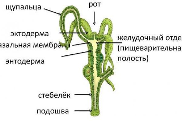 Http blacksprut com зеркало bs2web top